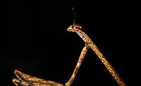 Large praying mantis - portrait, La Isla Escondida, Colombia Found during a night tour. About 7-9cm in length.<br />
https://www.jungledragon.com/image/70101/large_praying_mantis_la_isla_escondida_colombia.html Colombia,Colombia 2018,Colombia South,Fall,Geotagged,La Isla Escondida,Putumayo,South America,World