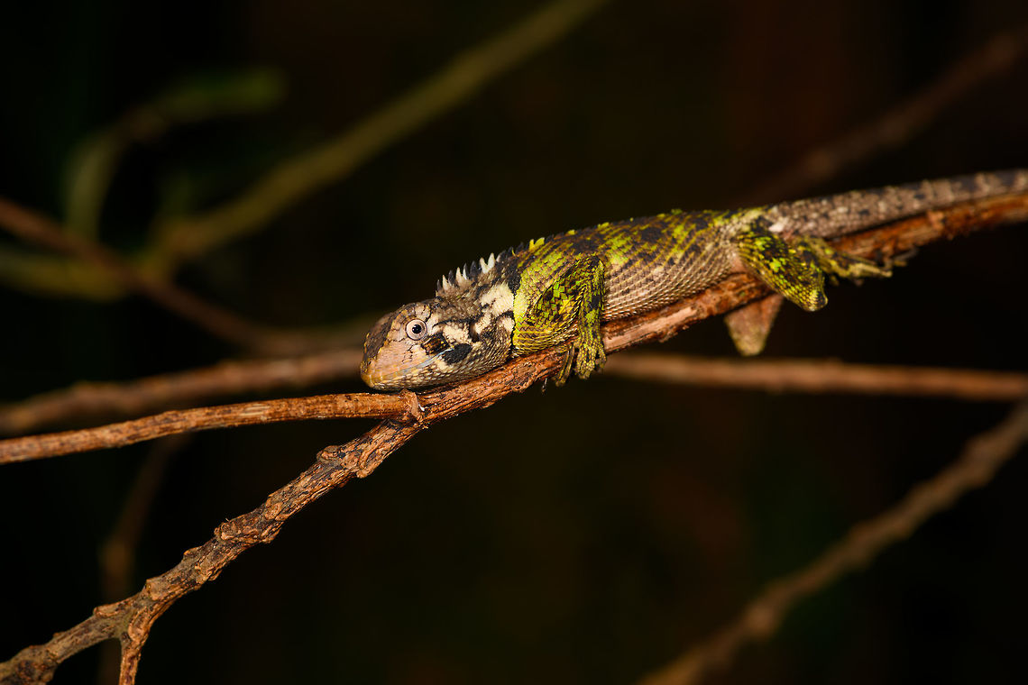 Plica umbra - La Isla Escondida, Colombia A JungleDragon found at night.<br />
<figure class="photo"><a href="https://www.jungledragon.com/image/70108/plica_umbra_-_closeup_la_isla_escondida_colombia.html" title="Plica umbra - closeup, La Isla Escondida, Colombia"><img src="https://s3.amazonaws.com/media.jungledragon.com/images/2/70108_thumb.jpg?AWSAccessKeyId=05GMT0V3GWVNE7GGM1R2&Expires=1759968010&Signature=D6CUs71Bfe7dDOeYGSYz7tHPR1Y%3D" width="200" height="134" alt="Plica umbra - closeup, La Isla Escondida, Colombia A JungleDragon found at night.<br />
https://www.jungledragon.com/image/70107/wood_lizard_la_isla_escondida_colombia.html<br />
https://www.jungledragon.com/image/70109/wood_lizard_-_frontal_la_isla_escondida_colombia.html Colombia,Colombia 2018,Colombia South,La Isla Escondida,Plica umbra,Putumayo,South America,World" /></a></figure><br />
<figure class="photo"><a href="https://www.jungledragon.com/image/70109/plica_umbra_-_frontal_la_isla_escondida_colombia.html" title="Plica umbra - frontal, La Isla Escondida, Colombia"><img src="https://s3.amazonaws.com/media.jungledragon.com/images/2/70109_thumb.jpg?AWSAccessKeyId=05GMT0V3GWVNE7GGM1R2&Expires=1759968010&Signature=RrSPL3sBL7t6a%2BdeviXnCFfbzN0%3D" width="200" height="136" alt="Plica umbra - frontal, La Isla Escondida, Colombia A JungleDragon found at night. <br />
https://www.jungledragon.com/image/70107/wood_lizard_la_isla_escondida_colombia.html<br />
https://www.jungledragon.com/image/70108/wood_lizard_-_closeup_la_isla_escondida_colombia.html Colombia,Colombia 2018,Colombia South,La Isla Escondida,Plica umbra,Putumayo,South America,World" /></a></figure> Colombia,Colombia 2018,Colombia South,La Isla Escondida,Plica umbra,Putumayo,South America,World