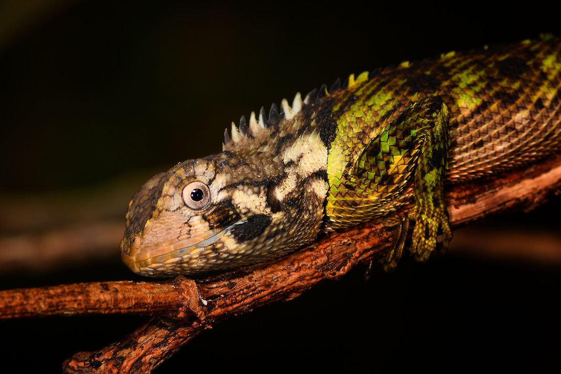 Plica umbra - closeup, La Isla Escondida, Colombia A JungleDragon found at night.<br />
<figure class="photo"><a href="https://www.jungledragon.com/image/70107/plica_umbra_-_la_isla_escondida_colombia.html" title="Plica umbra - La Isla Escondida, Colombia"><img src="https://s3.amazonaws.com/media.jungledragon.com/images/2/70107_thumb.jpg?AWSAccessKeyId=05GMT0V3GWVNE7GGM1R2&Expires=1759968010&Signature=9PcM9%2B26ehoPJ%2BOX1sQRc0djzrw%3D" width="200" height="134" alt="Plica umbra - La Isla Escondida, Colombia A JungleDragon found at night.<br />
https://www.jungledragon.com/image/70108/wood_lizard_-_closeup_la_isla_escondida_colombia.html<br />
https://www.jungledragon.com/image/70109/wood_lizard_-_frontal_la_isla_escondida_colombia.html Colombia,Colombia 2018,Colombia South,La Isla Escondida,Plica umbra,Putumayo,South America,World" /></a></figure><br />
<figure class="photo"><a href="https://www.jungledragon.com/image/70109/plica_umbra_-_frontal_la_isla_escondida_colombia.html" title="Plica umbra - frontal, La Isla Escondida, Colombia"><img src="https://s3.amazonaws.com/media.jungledragon.com/images/2/70109_thumb.jpg?AWSAccessKeyId=05GMT0V3GWVNE7GGM1R2&Expires=1759968010&Signature=RrSPL3sBL7t6a%2BdeviXnCFfbzN0%3D" width="200" height="136" alt="Plica umbra - frontal, La Isla Escondida, Colombia A JungleDragon found at night. <br />
https://www.jungledragon.com/image/70107/wood_lizard_la_isla_escondida_colombia.html<br />
https://www.jungledragon.com/image/70108/wood_lizard_-_closeup_la_isla_escondida_colombia.html Colombia,Colombia 2018,Colombia South,La Isla Escondida,Plica umbra,Putumayo,South America,World" /></a></figure> Colombia,Colombia 2018,Colombia South,La Isla Escondida,Plica umbra,Putumayo,South America,World