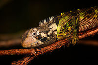 Plica umbra - closeup, La Isla Escondida, Colombia A JungleDragon found at night.<br />
https://www.jungledragon.com/image/70107/wood_lizard_la_isla_escondida_colombia.html<br />
https://www.jungledragon.com/image/70109/wood_lizard_-_frontal_la_isla_escondida_colombia.html Colombia,Colombia 2018,Colombia South,La Isla Escondida,Plica umbra,Putumayo,South America,World