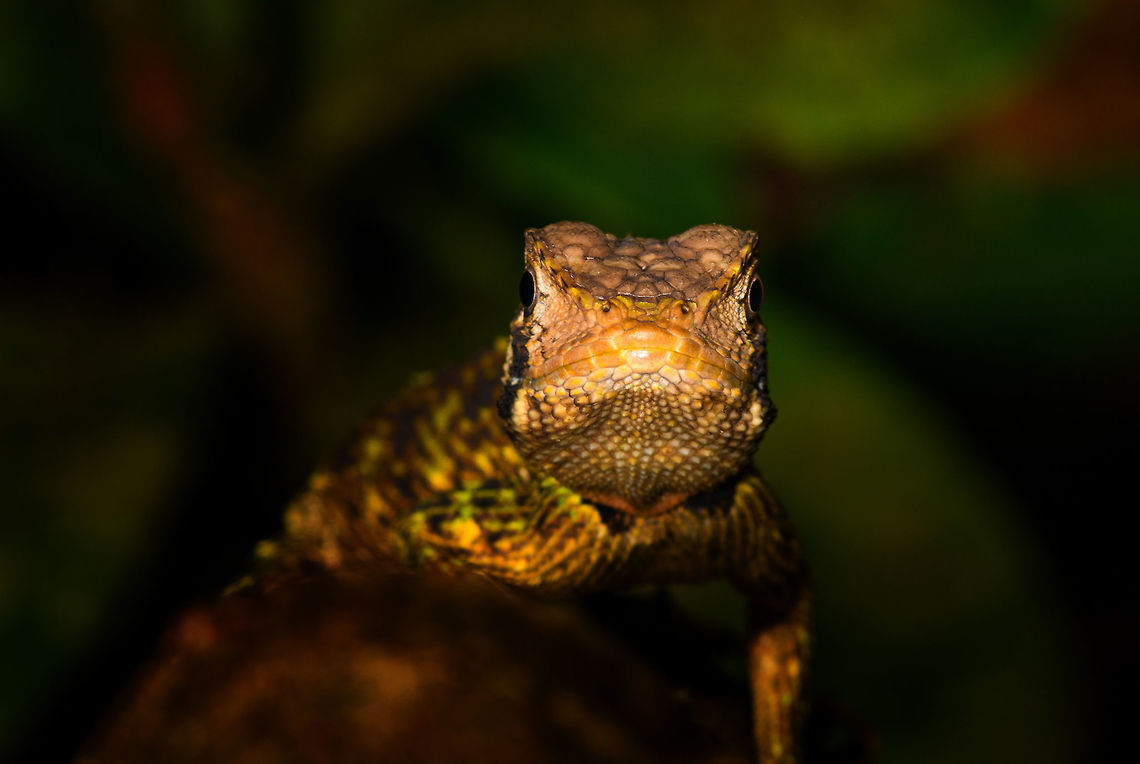 Plica umbra - frontal, La Isla Escondida, Colombia A JungleDragon found at night. <br />
<figure class="photo"><a href="https://www.jungledragon.com/image/70107/plica_umbra_-_la_isla_escondida_colombia.html" title="Plica umbra - La Isla Escondida, Colombia"><img src="https://s3.amazonaws.com/media.jungledragon.com/images/2/70107_thumb.jpg?AWSAccessKeyId=05GMT0V3GWVNE7GGM1R2&Expires=1769040010&Signature=Kul2OH%2Bn8SZZMI0%2BqhUytSQxHoM%3D" width="200" height="134" alt="Plica umbra - La Isla Escondida, Colombia A JungleDragon found at night.<br />
https://www.jungledragon.com/image/70108/wood_lizard_-_closeup_la_isla_escondida_colombia.html<br />
https://www.jungledragon.com/image/70109/wood_lizard_-_frontal_la_isla_escondida_colombia.html Colombia,Colombia 2018,Colombia South,La Isla Escondida,Plica umbra,Putumayo,South America,World" /></a></figure><br />
<figure class="photo"><a href="https://www.jungledragon.com/image/70108/plica_umbra_-_closeup_la_isla_escondida_colombia.html" title="Plica umbra - closeup, La Isla Escondida, Colombia"><img src="https://s3.amazonaws.com/media.jungledragon.com/images/2/70108_thumb.jpg?AWSAccessKeyId=05GMT0V3GWVNE7GGM1R2&Expires=1769040010&Signature=arIRApOCbKAr%2FQRtnKG2Ypa2eqc%3D" width="200" height="134" alt="Plica umbra - closeup, La Isla Escondida, Colombia A JungleDragon found at night.<br />
https://www.jungledragon.com/image/70107/wood_lizard_la_isla_escondida_colombia.html<br />
https://www.jungledragon.com/image/70109/wood_lizard_-_frontal_la_isla_escondida_colombia.html Colombia,Colombia 2018,Colombia South,La Isla Escondida,Plica umbra,Putumayo,South America,World" /></a></figure> Colombia,Colombia 2018,Colombia South,La Isla Escondida,Plica umbra,Putumayo,South America,World