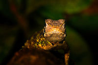 Plica umbra - frontal, La Isla Escondida, Colombia A JungleDragon found at night. <br />
https://www.jungledragon.com/image/70107/wood_lizard_la_isla_escondida_colombia.html<br />
https://www.jungledragon.com/image/70108/wood_lizard_-_closeup_la_isla_escondida_colombia.html Colombia,Colombia 2018,Colombia South,La Isla Escondida,Plica umbra,Putumayo,South America,World