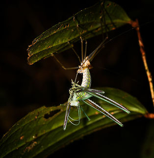 Another Katydid rebirth, La Isla Escondida, Colombia Second observation of a katydid shedding skin in the same night, here's the other one:
https://www.jungledragon.com/image/70096/katydid_rebirth_-_closeup_la_isla_escondida_colombia.html Colombia,Colombia 2018,Colombia South,La Isla Escondida,Putumayo,South America,World