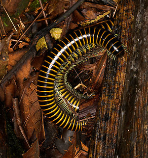 When millipedes hug, La Isla Escondida, Colombia Same species found earlier on the same day:
https://www.jungledragon.com/image/70017/large_black_and_yellow_millipede_la_isla_escondida_colombia.html Colombia,Colombia 2018,Colombia South,La Isla Escondida,Putumayo,South America,World