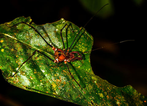 Large orange harvestman, La Isla Escondida, Colombia Another spectaclar spaceship-like harvestman found at night in La Isla Escondida. Another example:
https://www.jungledragon.com/image/70100/phareicranaus_gracilis_-_full_body_la_isla_escondida_colombia.html

I just found a super obscure forum with TONS of images of similar species:
http://opiliones.wikia.com/wiki/Special:Images

Unfortunately, I'm now more confused than ever regarding an ID. Colombia,Colombia 2018,Colombia South,La Isla Escondida,Putumayo,South America,World
