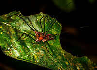 Large orange harvestman, La Isla Escondida, Colombia Another spectaclar spaceship-like harvestman found at night in La Isla Escondida. Another example:<br />
https://www.jungledragon.com/image/70100/phareicranaus_gracilis_-_full_body_la_isla_escondida_colombia.html<br />
<br />
I just found a super obscure forum with TONS of images of similar species:<br />
http://opiliones.wikia.com/wiki/Special:Images<br />
<br />
Unfortunately, I'm now more confused than ever regarding an ID. Colombia,Colombia 2018,Colombia South,La Isla Escondida,Putumayo,South America,World