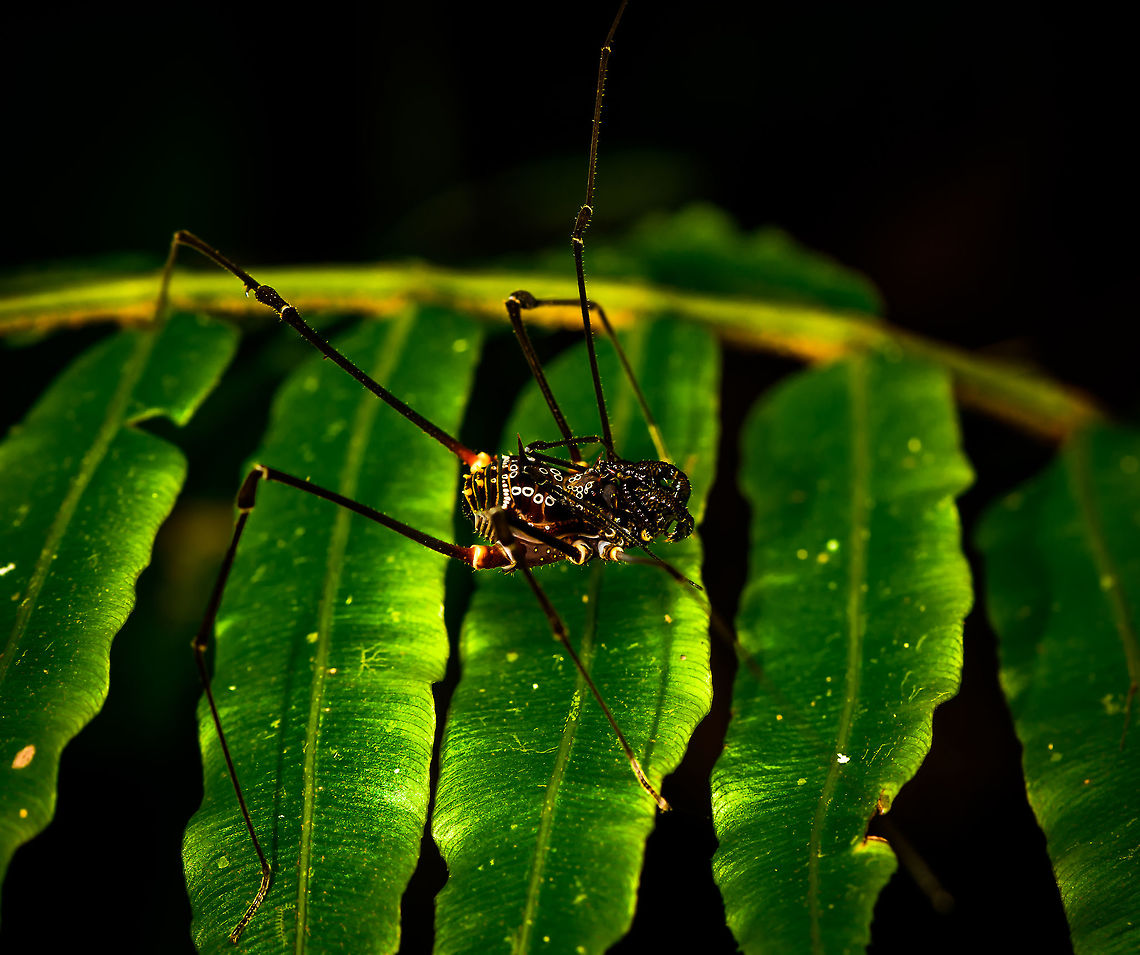 Phareicranaus gracilis - moonwalk, La Isla Escondida, Colombia  Colombia,Colombia 2018,Colombia South,Fall,Geotagged,La Isla Escondida,Phareicranaus gracilis,Putumayo,South America,World