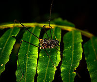 Phareicranaus gracilis - moonwalk, La Isla Escondida, Colombia  Colombia,Colombia 2018,Colombia South,Fall,Geotagged,La Isla Escondida,Phareicranaus gracilis,Putumayo,South America,World