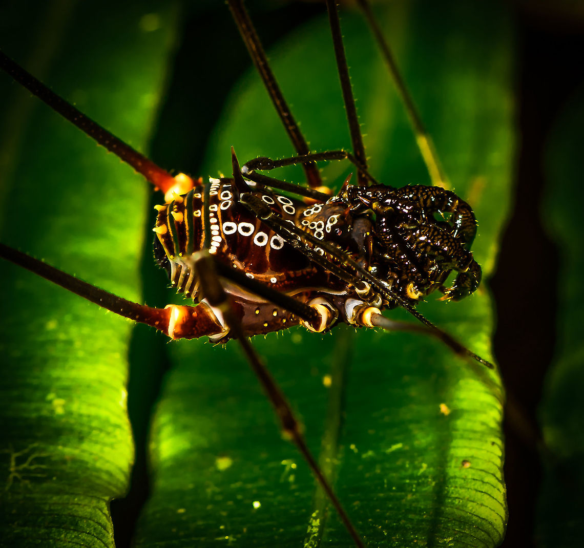 Phareicranaus gracilis - moonwalk II, La Isla Escondida, Colombia  Colombia,Colombia 2018,Colombia South,Fall,Geotagged,La Isla Escondida,Phareicranaus gracilis,Putumayo,South America,World