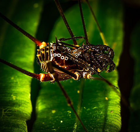 Phareicranaus gracilis - moonwalk II, La Isla Escondida, Colombia  Colombia,Colombia 2018,Colombia South,Fall,Geotagged,La Isla Escondida,Phareicranaus gracilis,Putumayo,South America,World