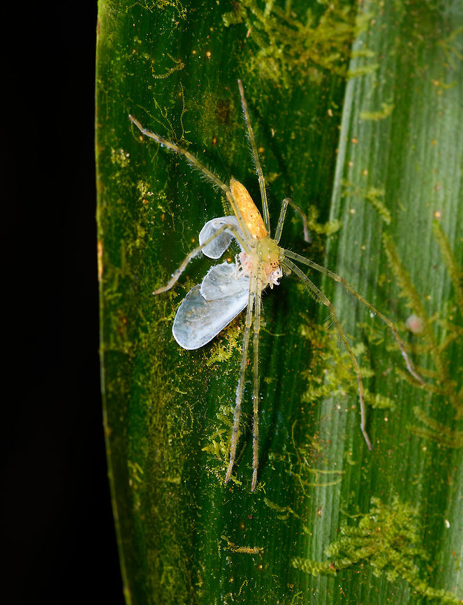 Translucent spider feeding on moth, La Isla Escondida, Colombia  Colombia,Colombia 2018,Colombia South,Fall,Geotagged,La Isla Escondida,Putumayo,South America,World