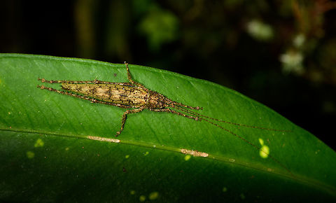 Mossy Katydid, La Isla Escondida, Colombia Found during a night tour. Species candidate for now is Diacanthodis granosa based on this reference:
https://www.flickr.com/photos/andreaskay/35370565786/in/album-72157672849979305/
https://www.jungledragon.com/image/70119/mossy_katydid_-_closeup_la_isla_escondida_colombia.html
 Colombia,Colombia 2018,Colombia South,Fall,Geotagged,La Isla Escondida,Putumayo,South America,World