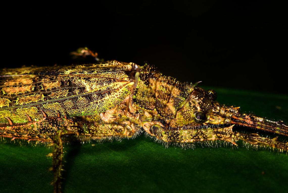Mossy Katydid - closeup, La Isla Escondida, Colombia Found during a night tour. Species candidate for now is Diacanthodis granosa based on this reference:<br />
<a href="https://www.flickr.com/photos/andreaskay/35370565786/in/album-72157672849979305/" rel="nofollow">https://www.flickr.com/photos/andreaskay/35370565786/in/album-72157672849979305/</a><br />
<figure class="photo"><a href="https://www.jungledragon.com/image/70118/mossy_katydid_la_isla_escondida_colombia.html" title="Mossy Katydid, La Isla Escondida, Colombia"><img src="https://s3.amazonaws.com/media.jungledragon.com/images/2/70118_thumb.jpg?AWSAccessKeyId=05GMT0V3GWVNE7GGM1R2&Expires=1767225610&Signature=ngiaD7p%2FnRnLdOCi99dVdl44RGM%3D" width="200" height="122" alt="Mossy Katydid, La Isla Escondida, Colombia Found during a night tour. Species candidate for now is Diacanthodis granosa based on this reference:<br />
https://www.flickr.com/photos/andreaskay/35370565786/in/album-72157672849979305/<br />
https://www.jungledragon.com/image/70119/mossy_katydid_-_closeup_la_isla_escondida_colombia.html<br />
 Colombia,Colombia 2018,Colombia South,Fall,Geotagged,La Isla Escondida,Putumayo,South America,World" /></a></figure><br />
 Colombia,Colombia 2018,Colombia South,Fall,Geotagged,La Isla Escondida,Putumayo,South America,World