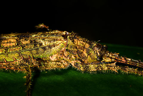 Mossy Katydid - closeup, La Isla Escondida, Colombia Found during a night tour. Species candidate for now is Diacanthodis granosa based on this reference:
https://www.flickr.com/photos/andreaskay/35370565786/in/album-72157672849979305/
https://www.jungledragon.com/image/70118/mossy_katydid_la_isla_escondida_colombia.html
 Colombia,Colombia 2018,Colombia South,Fall,Geotagged,La Isla Escondida,Putumayo,South America,World