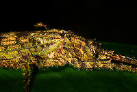 Mossy Katydid - closeup, La Isla Escondida, Colombia Found during a night tour. Species candidate for now is Diacanthodis granosa based on this reference:<br />
https://www.flickr.com/photos/andreaskay/35370565786/in/album-72157672849979305/<br />
https://www.jungledragon.com/image/70118/mossy_katydid_la_isla_escondida_colombia.html<br />
Colombia,Colombia 2018,Colombia South,Fall,Geotagged,La Isla Escondida,Putumayo,South America,World
