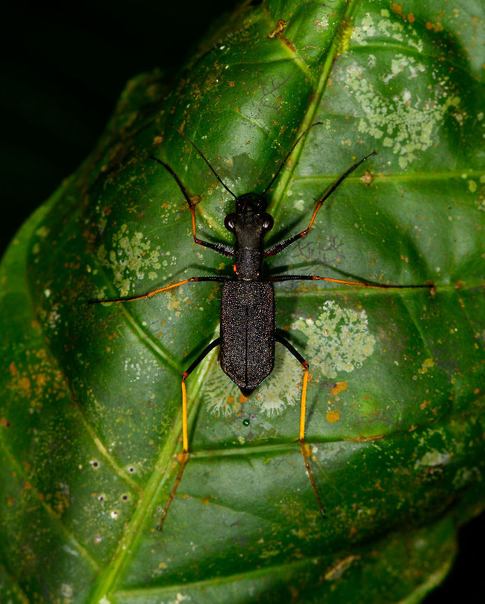 Neotropical Tiger Beetle, La Isla Escondida, Colombia Suspected Odontocheila sp., Carabidae based on this reference:<br />
<a href="https://www.flickr.com/photos/andreaskay/28427465283/in/album-72157672483717566/" rel="nofollow">https://www.flickr.com/photos/andreaskay/28427465283/in/album-72157672483717566/</a> Colombia,Colombia 2018,Colombia South,Fall,Geotagged,La Isla Escondida,Odontocheila cayennensis,Putumayo,South America,World