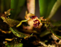 Lankesteriana barbulata, La Isla Escondida, Colombia Correction: thought this was a lepanthes, but it's another genus of miniature orchids. Full plant:<br />
https://www.jungledragon.com/image/70122/lankesteriana_barbulata_la_isla_escondida_colombia.html<br />
Many (most?) miniature orchids grow high up in the canopy, therefore freshly fallen trees are a great place to look for them. That said, I will remove the geotag of every miniature orchid found, as these are actively poached from the wild.<br />
<br />
And finally, this completes our first day in La Isla Escondida, with several more days and nights to come :) Colombia,Colombia 2018,Colombia South,Fall,Geotagged,La Isla Escondida,Pleurothallis barbulata,Putumayo,Small Beard Pleurothallis,South America,World