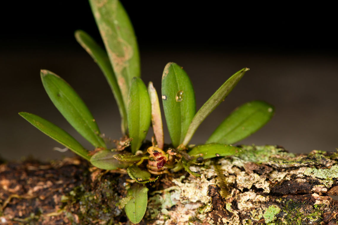 Lankesteriana barbulata, La Isla Escondida, Colombia Correction: thought this was a lepanthes, but it&#039;s another genus of miniature orchids. Flower closeup:<br />
<figure class="photo"><a href="https://www.jungledragon.com/image/70121/lankesteriana_barbulata_la_isla_escondida_colombia.html" title="Lankesteriana barbulata, La Isla Escondida, Colombia"><img src="https://s3.amazonaws.com/media.jungledragon.com/images/2/70121_thumb.jpg?AWSAccessKeyId=05GMT0V3GWVNE7GGM1R2&Expires=1759968010&Signature=OqKPCGA8tGHLFNk%2FDydSZ8M1Slc%3D" width="200" height="156" alt="Lankesteriana barbulata, La Isla Escondida, Colombia Correction: thought this was a lepanthes, but it&#039;s another genus of miniature orchids. Full plant:<br />
https://www.jungledragon.com/image/70122/lankesteriana_barbulata_la_isla_escondida_colombia.html<br />
Many (most?) miniature orchids grow high up in the canopy, therefore freshly fallen trees are a great place to look for them. That said, I will remove the geotag of every miniature orchid found, as these are actively poached from the wild.<br />
<br />
And finally, this completes our first day in La Isla Escondida, with several more days and nights to come :) Colombia,Colombia 2018,Colombia South,Fall,Geotagged,La Isla Escondida,Pleurothallis barbulata,Putumayo,Small Beard Pleurothallis,South America,World" /></a></figure><br />
Many (most?) miniature orchids grow high up in the canopy, therefore freshly fallen trees are a great place to look for them. That said, I will remove the geotag of every miniature orchid found, as these are actively poached from the wild.<br />
<br />
And finally, this completes our first day in La Isla Escondida, with several more days and nights to come :) Colombia,Colombia 2018,Colombia South,Fall,Geotagged,La Isla Escondida,Pleurothallis barbulata,Putumayo,Small Beard Pleurothallis,South America,World