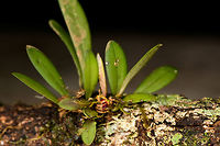 Lankesteriana barbulata, La Isla Escondida, Colombia Correction: thought this was a lepanthes, but it's another genus of miniature orchids. Flower closeup:<br />
https://www.jungledragon.com/image/70121/lankesteriana_barbulata_la_isla_escondida_colombia.html<br />
Many (most?) miniature orchids grow high up in the canopy, therefore freshly fallen trees are a great place to look for them. That said, I will remove the geotag of every miniature orchid found, as these are actively poached from the wild.<br />
<br />
And finally, this completes our first day in La Isla Escondida, with several more days and nights to come :) Colombia,Colombia 2018,Colombia South,Fall,Geotagged,La Isla Escondida,Pleurothallis barbulata,Putumayo,Small Beard Pleurothallis,South America,World