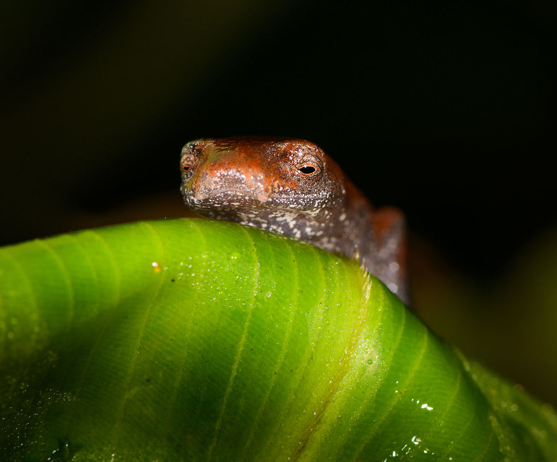 Mushroom-tongued salamander, La Isla Escondida, Colombia Opening day 2 at La Isla Escondida with a very early morning find. <br />
<br />
The genus is Bolitoglossa. According to our local guide, they are very rare in Colombia, where only 2 species are known: peruviana and altamazonica. He isn't sure yet which one it is, and there's even the possibility of a new report. He will ask an expert in Bogota about it.<br />
<br />
Species in this genus are known for their ability to project their tongue at prey, as well as for having very webbed feet. This one seems to be missing the tail, but it should regrow.<br />
<figure class="photo"><a href="https://www.jungledragon.com/image/70125/mushroom-tongued_salamander_-_top_view_la_isla_escondida_colombia.html" title="Mushroom-tongued salamander - top view, La Isla Escondida, Colombia"><img src="https://s3.amazonaws.com/media.jungledragon.com/images/2/70125_thumb.jpg?AWSAccessKeyId=05GMT0V3GWVNE7GGM1R2&Expires=1770854410&Signature=Y247iE3EMswpOhasIRlcZmMbhRA%3D" width="118" height="152" alt="Mushroom-tongued salamander - top view, La Isla Escondida, Colombia Opening day 2 at La Isla Escondida with a very early morning find. <br />
<br />
The genus is Bolitoglossa. According to our local guide, they are very rare in Colombia, where only 2 species are known: peruviana and altamazonica. He isn't sure yet which one it is, and there's even the possibility of a new report. He will ask an expert in Bogota about it.<br />
<br />
Species in this genus are known for their ability to project their tongue at prey, as well as for having very webbed feet. This one seems to be missing the tail, but it should regrow.<br />
https://www.jungledragon.com/image/70124/mushroom-tongued_salamander_la_isla_escondida_colombia.html Colombia,Colombia 2018,Colombia South,La Isla Escondida,Putumayo,South America,World" /></a></figure> Colombia,Colombia 2018,Colombia South,La Isla Escondida,Putumayo,South America,World