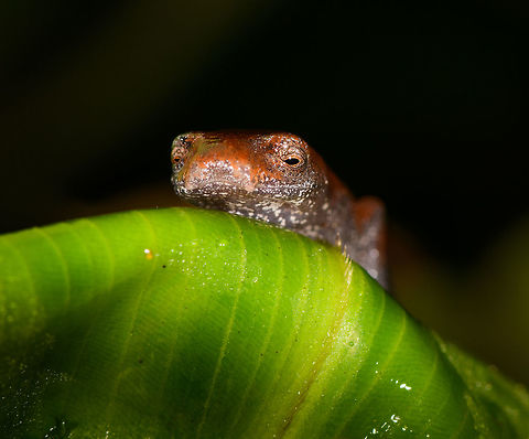 Mushroom-tongued salamander, La Isla Escondida, Colombia Opening day 2 at La Isla Escondida with a very early morning find. 

The genus is Bolitoglossa. According to our local guide, they are very rare in Colombia, where only 2 species are known: peruviana and altamazonica. He isn't sure yet which one it is, and there's even the possibility of a new report. He will ask an expert in Bogota about it.

Species in this genus are known for their ability to project their tongue at prey, as well as for having very webbed feet. This one seems to be missing the tail, but it should regrow.
https://www.jungledragon.com/image/70125/mushroom-tongued_salamander_-_top_view_la_isla_escondida_colombia.html Colombia,Colombia 2018,Colombia South,La Isla Escondida,Putumayo,South America,World