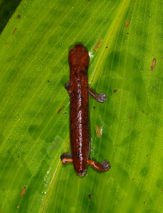 Mushroom-tongued salamander - top view, La Isla Escondida, Colombia Opening day 2 at La Isla Escondida with a very early morning find. <br />
<br />
The genus is Bolitoglossa. According to our local guide, they are very rare in Colombia, where only 2 species are known: peruviana and altamazonica. He isn't sure yet which one it is, and there's even the possibility of a new report. He will ask an expert in Bogota about it.<br />
<br />
Species in this genus are known for their ability to project their tongue at prey, as well as for having very webbed feet. This one seems to be missing the tail, but it should regrow.<br />
<figure class="photo"><a href="https://www.jungledragon.com/image/70124/mushroom-tongued_salamander_la_isla_escondida_colombia.html" title="Mushroom-tongued salamander, La Isla Escondida, Colombia"><img src="https://s3.amazonaws.com/media.jungledragon.com/images/2/70124_thumb.jpg?AWSAccessKeyId=05GMT0V3GWVNE7GGM1R2&Expires=1770854410&Signature=M6MTDWC1%2FtOBh5XGSvgKEtufRpE%3D" width="200" height="168" alt="Mushroom-tongued salamander, La Isla Escondida, Colombia Opening day 2 at La Isla Escondida with a very early morning find. <br />
<br />
The genus is Bolitoglossa. According to our local guide, they are very rare in Colombia, where only 2 species are known: peruviana and altamazonica. He isn't sure yet which one it is, and there's even the possibility of a new report. He will ask an expert in Bogota about it.<br />
<br />
Species in this genus are known for their ability to project their tongue at prey, as well as for having very webbed feet. This one seems to be missing the tail, but it should regrow.<br />
https://www.jungledragon.com/image/70125/mushroom-tongued_salamander_-_top_view_la_isla_escondida_colombia.html Colombia,Colombia 2018,Colombia South,La Isla Escondida,Putumayo,South America,World" /></a></figure> Colombia,Colombia 2018,Colombia South,La Isla Escondida,Putumayo,South America,World