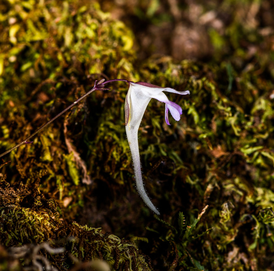 Utricularia jameisoniana, La Isla Escondida, Colombia After a small hike in the early morning we arrived at a bird watching tower that is 30m up. After climbing up and enjoying the canopy view, our guide found this carnivorous plant growing on the tree to which the treehouse is attached. Colombia,Colombia 2018,Colombia South,La Isla Escondida,Putumayo,South America,Utricularia jameisoniana,Utricularia jamesoniana,World