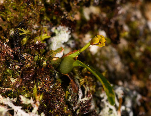 Maxillaria sp., La Isla Escondida, Colombia Another orchid growing high up in the canopy of La Isla Escondida, Colombia. Through this 30m high tree house we got to reach this place that is usually inaccessible. Species ID is in progress, I'm in contact with some experts.
https://www.jungledragon.com/image/70162/maxillaria_sp._-_flower_closeup_la_isla_escondida_colombia.html
Update: theory for now that this is a young plant of Maxillaria variabilis. Colombia,Colombia 2018,Colombia South,Fall,Geotagged,La Isla Escondida,Maxillaria variabilis,Putumayo,South America,Variable Maxillaria,World
