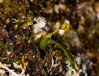 Maxillaria sp., La Isla Escondida, Colombia Another orchid growing high up in the canopy of La Isla Escondida, Colombia. Through this 30m high tree house we got to reach this place that is usually inaccessible. Species ID is in progress, I'm in contact with some experts.<br />
https://www.jungledragon.com/image/70162/maxillaria_sp._-_flower_closeup_la_isla_escondida_colombia.html<br />
Update: theory for now that this is a young plant of Maxillaria variabilis. Colombia,Colombia 2018,Colombia South,Fall,Geotagged,La Isla Escondida,Maxillaria variabilis,Putumayo,South America,Variable Maxillaria,World