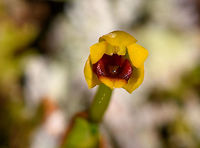 Maxillaria sp. - flower closeup, La Isla Escondida, Colombia Another orchid growing high up in the canopy of La Isla Escondida, Colombia. Through this 30m high tree house we got to reach this place that is usually inaccessible. Species ID is in progress, I'm in contact with some experts.<br />
https://www.jungledragon.com/image/70161/maxillaria_sp._la_isla_escondida_colombia.html<br />
Update: theory for now that this is a young plant of Maxillaria variabilis. Colombia,Colombia 2018,Colombia South,Fall,Geotagged,La Isla Escondida,Maxillaria variabilis,Putumayo,South America,Variable Maxillaria,World