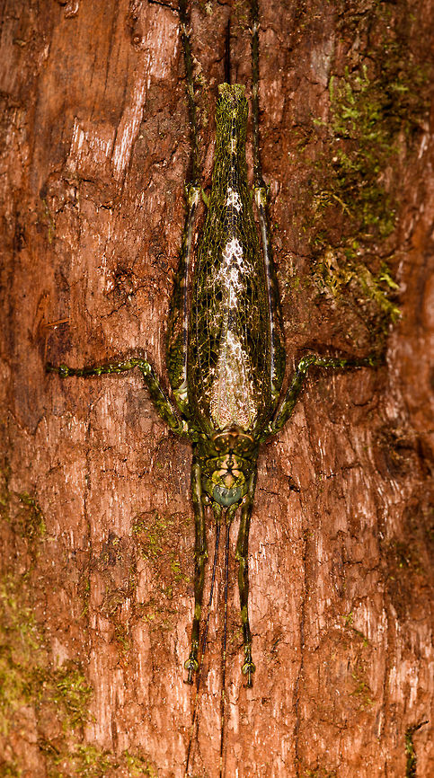 Another Mossy Katydid, La Isla Escondida, Colombia An early morning find on day 2 at La Isla Escondida. Colombia,Colombia 2018,Colombia South,Fall,Geotagged,La Isla Escondida,Putumayo,South America,World