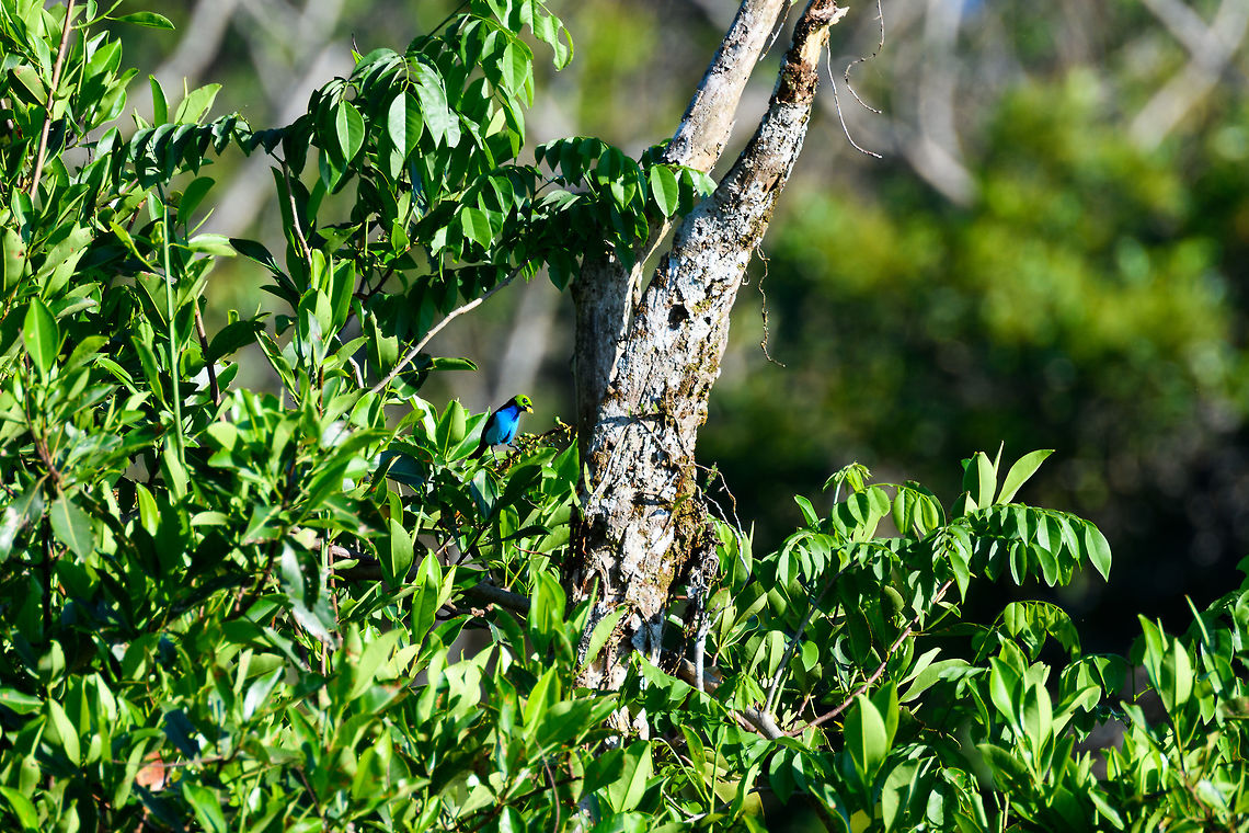 Paradise Tanager, La Isla Escondida, Colombia Remote view of this beautiful tanager, taken from bird watching tower 1 (30m up). Colombia,Colombia 2018,Colombia South,Fall,Geotagged,La Isla Escondida,Paradise tanager,Putumayo,South America,Tangara chilensis,World