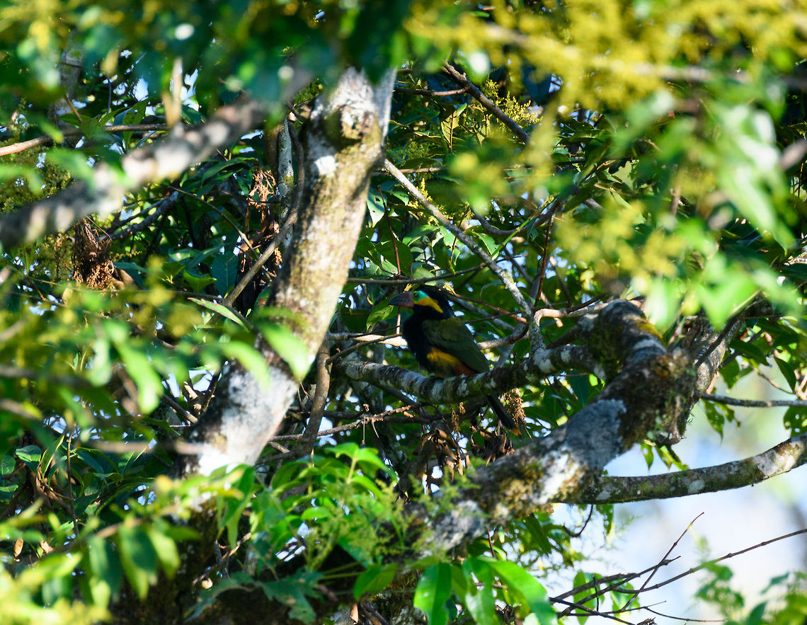 Golden-collared toucanet, La Isla Escondida, Colombia The male of the Golden-collared toucanet, taken from a bird watching tower 30m up. Based on distribution, this is likely the sub species Red-billed toucanet (S. r. reinwardtii). Colombia,Colombia 2018,Colombia South,Fall,Geotagged,Golden-collared toucanet,La Isla Escondida,Putumayo,South America,World,reinwardtii