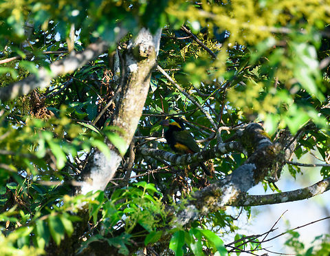 Golden-collared toucanet, La Isla Escondida, Colombia The male of the Golden-collared toucanet, taken from a bird watching tower 30m up. Based on distribution, this is likely the sub species Red-billed toucanet (S. r. reinwardtii). Colombia,Colombia 2018,Colombia South,Fall,Geotagged,Golden-collared toucanet,La Isla Escondida,Putumayo,South America,World,reinwardtii