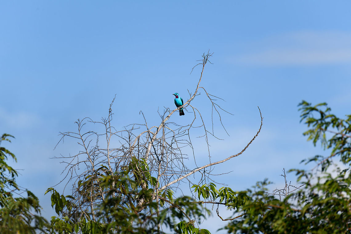 Spangled Cotinga (male), La Isla Escondida, Colombia An exclusive canopy bird, guess where we were: in a treehouse 30m up, directly in the canopy :)<br />
This is the beautiful male, easy to recognize by its bright blue feathers and red throat. They do not vocalize.<br />
<figure class="photo"><a href="https://www.jungledragon.com/image/70167/spangled_cotinga_male_-_closeup_la_isla_escondida_colombia.html" title="Spangled Cotinga (male) - closeup, La Isla Escondida, Colombia"><img src="https://s3.amazonaws.com/media.jungledragon.com/images/2/70167_thumb.jpg?AWSAccessKeyId=05GMT0V3GWVNE7GGM1R2&Expires=1767225610&Signature=T8g0AofHqrG2%2Bed8N%2FCvr9mRBn4%3D" width="200" height="144" alt="Spangled Cotinga (male) - closeup, La Isla Escondida, Colombia An exclusive canopy bird, guess where we were: in a treehouse 30m up, directly in the canopy :)<br />
This is the beautiful male, easy to recognize by its bright blue feathers and red throat. They do not vocalize.<br />
https://www.jungledragon.com/image/70166/spangled_cotinga_male_la_isla_escondida_colombia.html<br />
https://www.jungledragon.com/image/70172/spangled_cotinga_male_-_back_la_isla_escondida_colombia.html Colombia,Colombia 2018,Colombia South,Cotinga cayana,Fall,Geotagged,La Isla Escondida,Putumayo,South America,Spangled cotinga,World" /></a></figure><br />
<figure class="photo"><a href="https://www.jungledragon.com/image/70172/spangled_cotinga_male_-_back_la_isla_escondida_colombia.html" title="Spangled Cotinga (male) - back, La Isla Escondida, Colombia"><img src="https://s3.amazonaws.com/media.jungledragon.com/images/2/70172_thumb.jpg?AWSAccessKeyId=05GMT0V3GWVNE7GGM1R2&Expires=1767225610&Signature=R36j12QzGUc%2FiPaO0kCAcHhYFzc%3D" width="152" height="152" alt="Spangled Cotinga (male) - back, La Isla Escondida, Colombia An exclusive canopy bird, guess where we were: in a treehouse 30m up, directly in the canopy :)<br />
This is the beautiful male, easy to recognize by its bright blue feathers and red throat. They do not vocalize.<br />
https://www.jungledragon.com/image/70166/spangled_cotinga_male_la_isla_escondida_colombia.html<br />
https://www.jungledragon.com/image/70167/spangled_cotinga_male_-_closeup_la_isla_escondida_colombia.html Colombia,Colombia 2018,Colombia South,Cotinga cayana,Fall,Geotagged,La Isla Escondida,Putumayo,South America,Spangled cotinga,World" /></a></figure> Colombia,Colombia 2018,Colombia South,Fall,Geotagged,La Isla Escondida,Putumayo,South America,Spangled cotinga,World,cayana