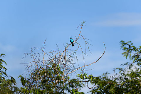 Spangled Cotinga (male), La Isla Escondida, Colombia An exclusive canopy bird, guess where we were: in a treehouse 30m up, directly in the canopy :)
This is the beautiful male, easy to recognize by its bright blue feathers and red throat. They do not vocalize.
https://www.jungledragon.com/image/70167/spangled_cotinga_male_-_closeup_la_isla_escondida_colombia.html
https://www.jungledragon.com/image/70172/spangled_cotinga_male_-_back_la_isla_escondida_colombia.html Colombia,Colombia 2018,Colombia South,Fall,Geotagged,La Isla Escondida,Putumayo,South America,Spangled cotinga,World,cayana