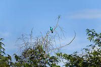 Spangled Cotinga (male), La Isla Escondida, Colombia An exclusive canopy bird, guess where we were: in a treehouse 30m up, directly in the canopy :)<br />
This is the beautiful male, easy to recognize by its bright blue feathers and red throat. They do not vocalize.<br />
https://www.jungledragon.com/image/70167/spangled_cotinga_male_-_closeup_la_isla_escondida_colombia.html<br />
https://www.jungledragon.com/image/70172/spangled_cotinga_male_-_back_la_isla_escondida_colombia.html Colombia,Colombia 2018,Colombia South,Fall,Geotagged,La Isla Escondida,Putumayo,South America,Spangled cotinga,World,cayana
