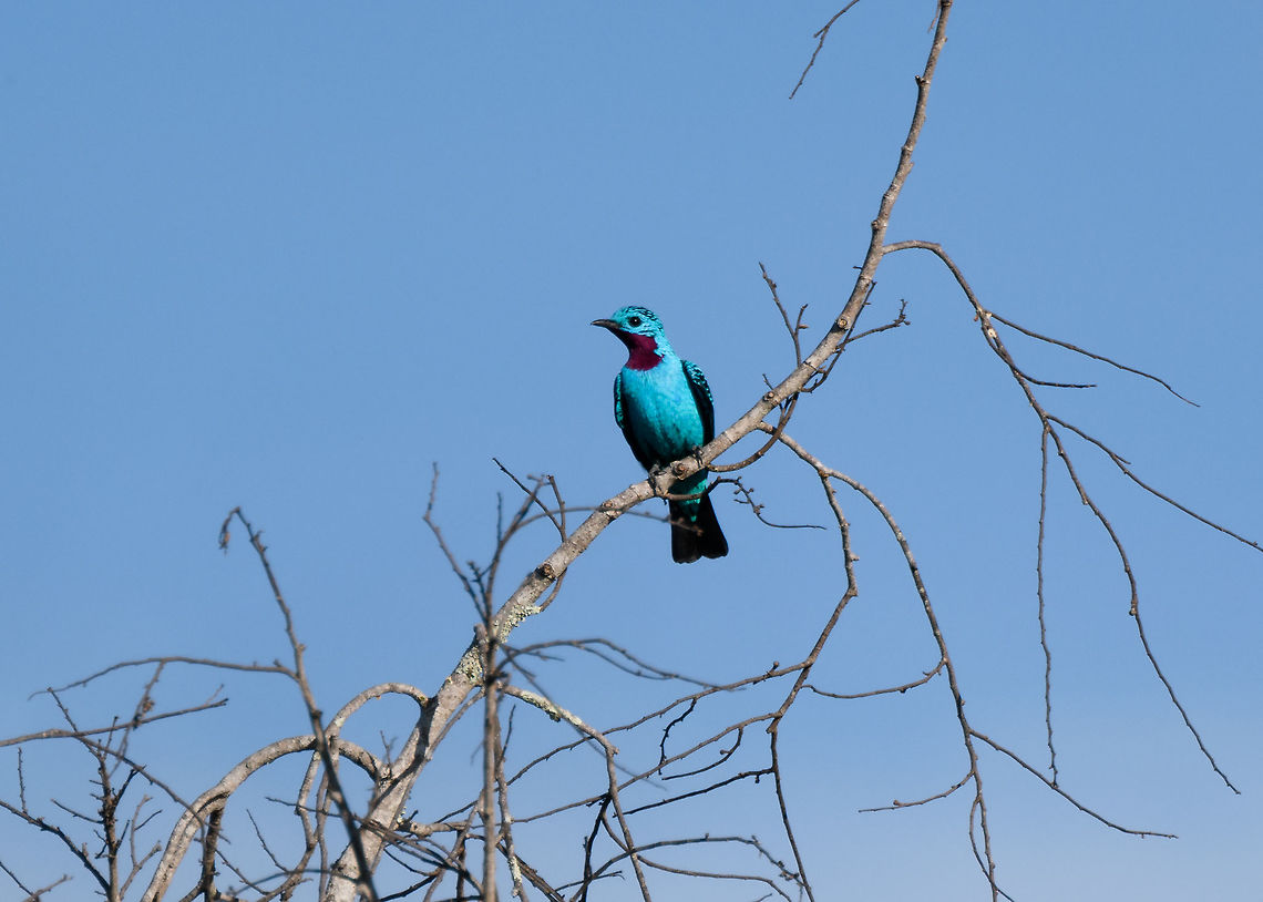 Spangled Cotinga (male) - closeup, La Isla Escondida, Colombia An exclusive canopy bird, guess where we were: in a treehouse 30m up, directly in the canopy :)<br />
This is the beautiful male, easy to recognize by its bright blue feathers and red throat. They do not vocalize.<br />
<figure class="photo"><a href="https://www.jungledragon.com/image/70166/spangled_cotinga_male_la_isla_escondida_colombia.html" title="Spangled Cotinga (male), La Isla Escondida, Colombia"><img src="https://s3.amazonaws.com/media.jungledragon.com/images/2/70166_thumb.jpg?AWSAccessKeyId=05GMT0V3GWVNE7GGM1R2&Expires=1767225610&Signature=tbDanT3539SbufPSeeGJk%2BDQ%2FVk%3D" width="200" height="134" alt="Spangled Cotinga (male), La Isla Escondida, Colombia An exclusive canopy bird, guess where we were: in a treehouse 30m up, directly in the canopy :)<br />
This is the beautiful male, easy to recognize by its bright blue feathers and red throat. They do not vocalize.<br />
https://www.jungledragon.com/image/70167/spangled_cotinga_male_-_closeup_la_isla_escondida_colombia.html<br />
https://www.jungledragon.com/image/70172/spangled_cotinga_male_-_back_la_isla_escondida_colombia.html Colombia,Colombia 2018,Colombia South,Fall,Geotagged,La Isla Escondida,Putumayo,South America,Spangled cotinga,World,cayana" /></a></figure><br />
<figure class="photo"><a href="https://www.jungledragon.com/image/70172/spangled_cotinga_male_-_back_la_isla_escondida_colombia.html" title="Spangled Cotinga (male) - back, La Isla Escondida, Colombia"><img src="https://s3.amazonaws.com/media.jungledragon.com/images/2/70172_thumb.jpg?AWSAccessKeyId=05GMT0V3GWVNE7GGM1R2&Expires=1767225610&Signature=R36j12QzGUc%2FiPaO0kCAcHhYFzc%3D" width="152" height="152" alt="Spangled Cotinga (male) - back, La Isla Escondida, Colombia An exclusive canopy bird, guess where we were: in a treehouse 30m up, directly in the canopy :)<br />
This is the beautiful male, easy to recognize by its bright blue feathers and red throat. They do not vocalize.<br />
https://www.jungledragon.com/image/70166/spangled_cotinga_male_la_isla_escondida_colombia.html<br />
https://www.jungledragon.com/image/70167/spangled_cotinga_male_-_closeup_la_isla_escondida_colombia.html Colombia,Colombia 2018,Colombia South,Cotinga cayana,Fall,Geotagged,La Isla Escondida,Putumayo,South America,Spangled cotinga,World" /></a></figure> Colombia,Colombia 2018,Colombia South,Cotinga cayana,Fall,Geotagged,La Isla Escondida,Putumayo,South America,Spangled cotinga,World