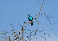 Spangled Cotinga (male) - closeup, La Isla Escondida, Colombia An exclusive canopy bird, guess where we were: in a treehouse 30m up, directly in the canopy :)<br />
This is the beautiful male, easy to recognize by its bright blue feathers and red throat. They do not vocalize.<br />
https://www.jungledragon.com/image/70166/spangled_cotinga_male_la_isla_escondida_colombia.html<br />
https://www.jungledragon.com/image/70172/spangled_cotinga_male_-_back_la_isla_escondida_colombia.html Colombia,Colombia 2018,Colombia South,Cotinga cayana,Fall,Geotagged,La Isla Escondida,Putumayo,South America,Spangled cotinga,World