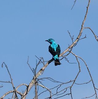 Spangled Cotinga (male) - back, La Isla Escondida, Colombia An exclusive canopy bird, guess where we were: in a treehouse 30m up, directly in the canopy :)
This is the beautiful male, easy to recognize by its bright blue feathers and red throat. They do not vocalize.
https://www.jungledragon.com/image/70166/spangled_cotinga_male_la_isla_escondida_colombia.html
https://www.jungledragon.com/image/70167/spangled_cotinga_male_-_closeup_la_isla_escondida_colombia.html Colombia,Colombia 2018,Colombia South,Cotinga cayana,Fall,Geotagged,La Isla Escondida,Putumayo,South America,Spangled cotinga,World