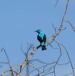 Spangled Cotinga (male) - back, La Isla Escondida, Colombia An exclusive canopy bird, guess where we were: in a treehouse 30m up, directly in the canopy :)<br />
This is the beautiful male, easy to recognize by its bright blue feathers and red throat. They do not vocalize.<br />
https://www.jungledragon.com/image/70166/spangled_cotinga_male_la_isla_escondida_colombia.html<br />
https://www.jungledragon.com/image/70167/spangled_cotinga_male_-_closeup_la_isla_escondida_colombia.html Colombia,Colombia 2018,Colombia South,Cotinga cayana,Fall,Geotagged,La Isla Escondida,Putumayo,South America,Spangled cotinga,World