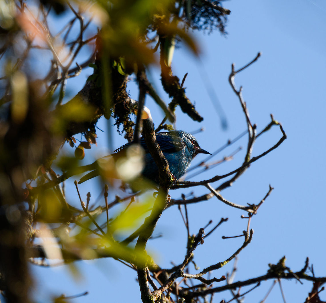 Blue Dacnis (male), La Isla Escondida, Colombia Obscured view of a male Blue Dacnis in the canopy of La Isla Escondida. Blue dacnis,Colombia,Colombia 2018,Colombia South,Dacnis cayana,Fall,Geotagged,La Isla Escondida,Putumayo,South America,World