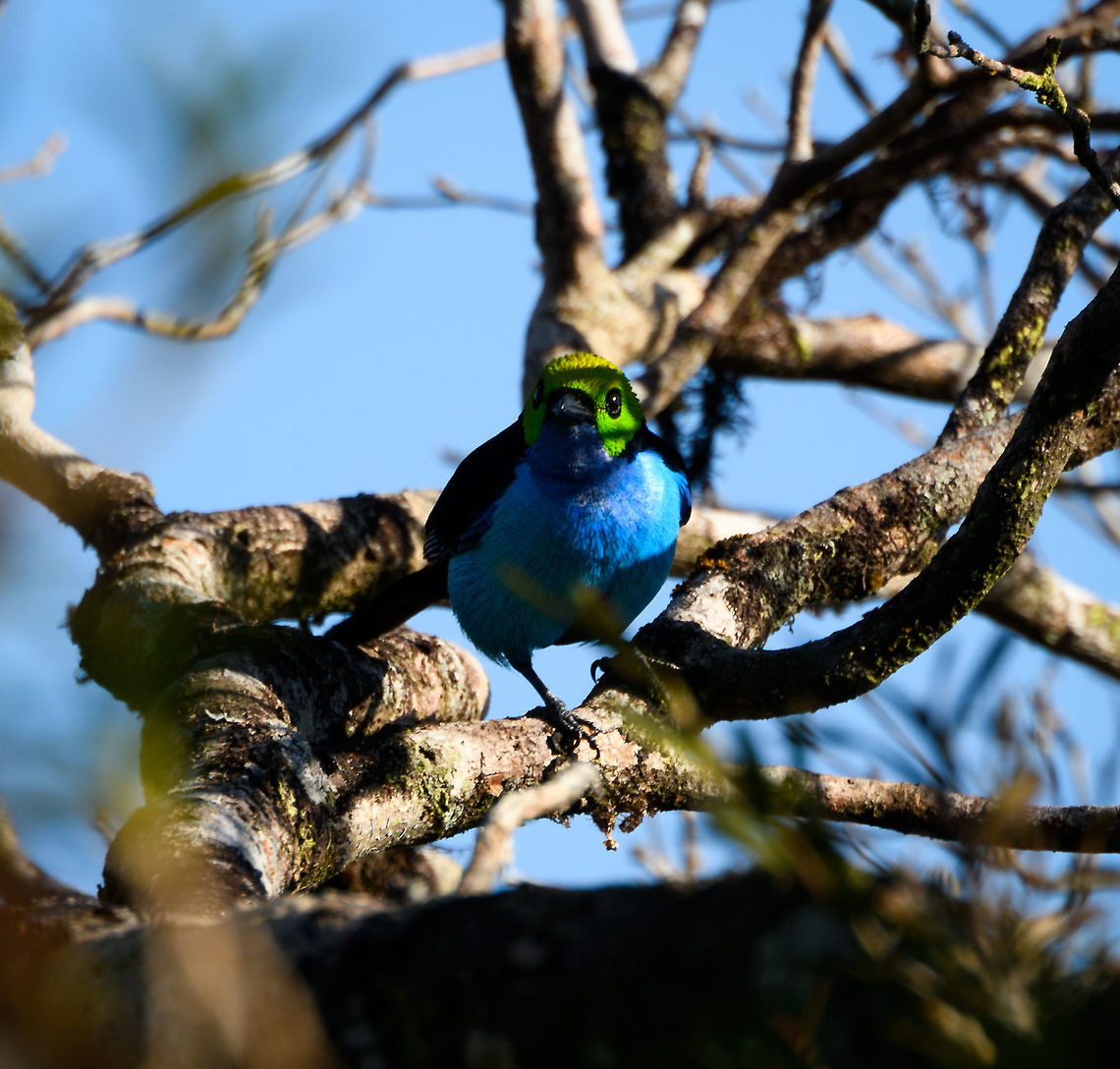 Paradise Tanager - closeup, La Isla Escondida, Colombia This paradise tanager landed on the tree to which our bird watching platform was attached. Colombia,Colombia 2018,Colombia South,Fall,Geotagged,La Isla Escondida,Paradise tanager,Putumayo,South America,Tangara chilensis,World