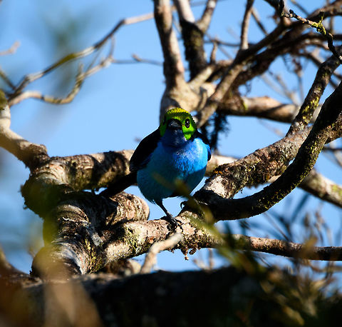 Paradise Tanager - closeup, La Isla Escondida, Colombia This paradise tanager landed on the tree to which our bird watching platform was attached. Colombia,Colombia 2018,Colombia South,Fall,Geotagged,La Isla Escondida,Paradise tanager,Putumayo,South America,Tangara chilensis,World