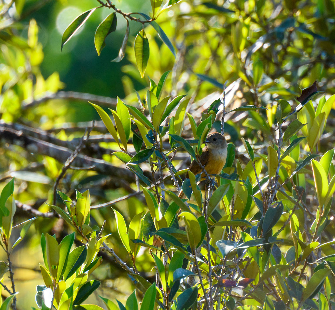 Flame-crested Tanager (female), La Isla Escondida, Colombia The bird is named after the male, which is black with an awesome red crest:<br />
<figure class="photo"><a href="https://www.jungledragon.com/image/70184/flame-crested_tanager_male_la_isla_escondida_colombia.html" title="Flame-crested Tanager (male), La Isla Escondida, Colombia"><img src="https://s3.amazonaws.com/media.jungledragon.com/images/2/70184_thumb.jpg?AWSAccessKeyId=05GMT0V3GWVNE7GGM1R2&Expires=1759968010&Signature=39moAylaXrQ3pDNh20pknEy1Mvk%3D" width="200" height="164" alt="Flame-crested Tanager (male), La Isla Escondida, Colombia https://www.jungledragon.com/image/70185/fulvous-crested_tanager_male_-_closeup_la_isla_escondida_colombia.html<br />
The female found a bit earlier:<br />
<br />
https://www.jungledragon.com/image/70175/fulvous-crested_tanager_female_la_isla_escondida_colombia.html Colombia,Colombia 2018,Colombia South,Fall,Flame-crested tanager,Geotagged,La Isla Escondida,Putumayo,South America,Tachyphonus cristatus,World" /></a></figure> Colombia,Colombia 2018,Colombia South,Fall,Flame-crested tanager,Geotagged,La Isla Escondida,Putumayo,South America,Tachyphonus cristatus,World