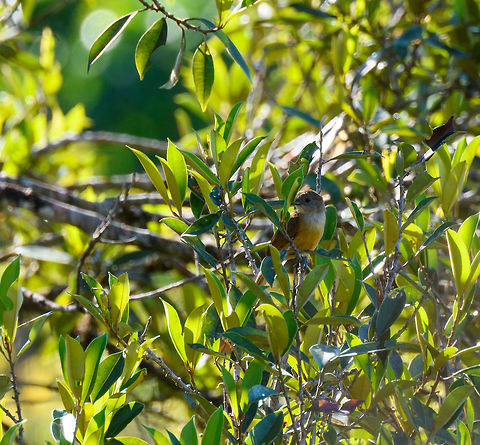 Flame-crested Tanager (female), La Isla Escondida, Colombia The bird is named after the male, which is black with an awesome red crest:
https://www.jungledragon.com/image/70184/fulvous-crested_tanager_male_la_isla_escondida_colombia.html Colombia,Colombia 2018,Colombia South,Fall,Flame-crested tanager,Geotagged,La Isla Escondida,Putumayo,South America,Tachyphonus cristatus,World