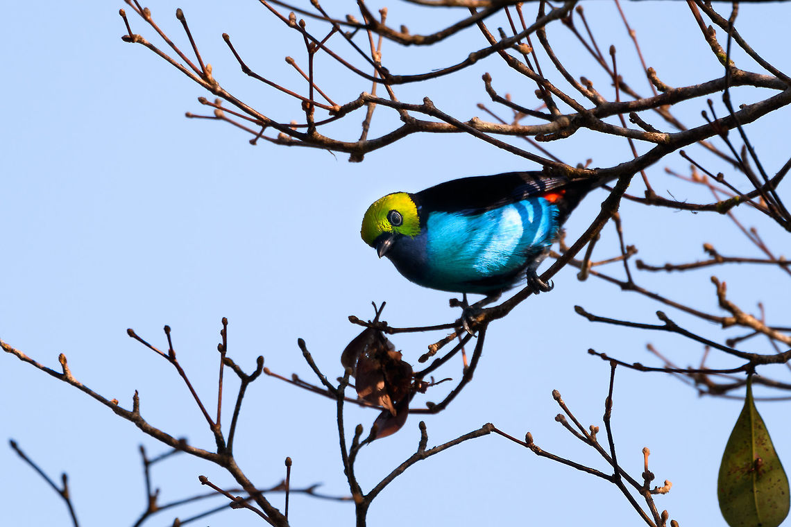 Paradise Tanager - closeup II, La Isla Escondida, Colombia Taken from the canopy of La Isla Escondida. This shot also shows part of its bright red tail feather. Colombia,Colombia 2018,Colombia South,La Isla Escondida,Paradise tanager,Putumayo,South America,Tangara chilensis,World
