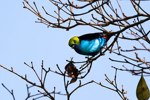 Paradise Tanager - closeup II, La Isla Escondida, Colombia Taken from the canopy of La Isla Escondida. This shot also shows part of its bright red tail feather. Colombia,Colombia 2018,Colombia South,La Isla Escondida,Paradise tanager,Putumayo,South America,Tangara chilensis,World
