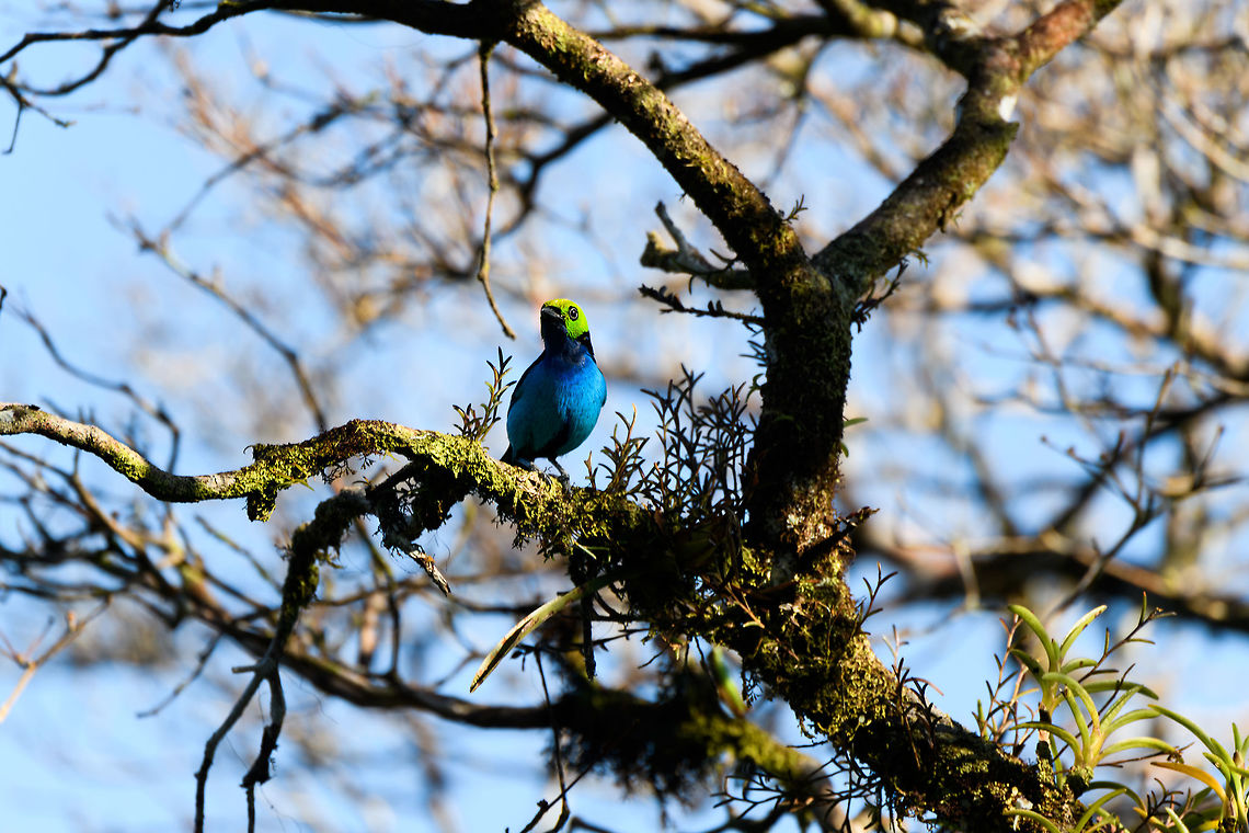 Paradise Tanager - eye contact, La Isla Escondida, Colombia  Colombia,Colombia 2018,Colombia South,Fall,Geotagged,La Isla Escondida,Paradise tanager,Putumayo,South America,Tangara chilensis,World