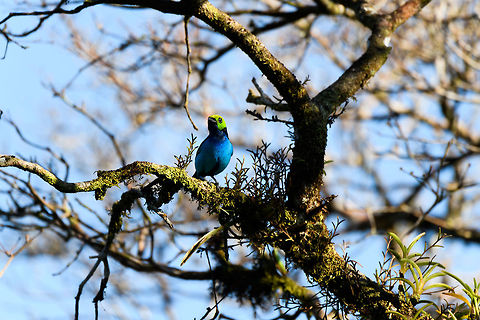 Paradise Tanager - eye contact, La Isla Escondida, Colombia  Colombia,Colombia 2018,Colombia South,Fall,Geotagged,La Isla Escondida,Paradise tanager,Putumayo,South America,Tangara chilensis,World
